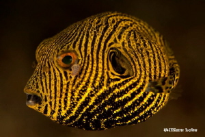 Juvenile Pufferfish by William Loke 